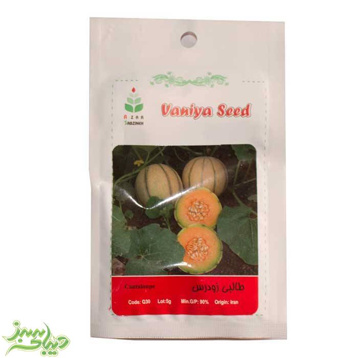 تصویر  بذر طالبی زودرس