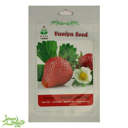 تصویر  بذر توت فرنگی کاماروسا