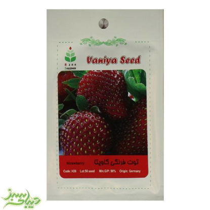تصویر  بذر توت فرنگی گاویتا