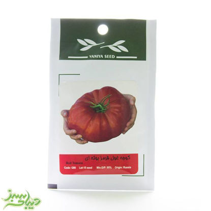 تصویر  بذر گوجه غول قرمز بوته ای