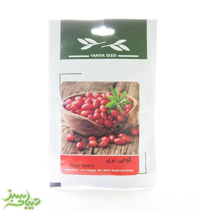 تصویر  بذر گوجه بری