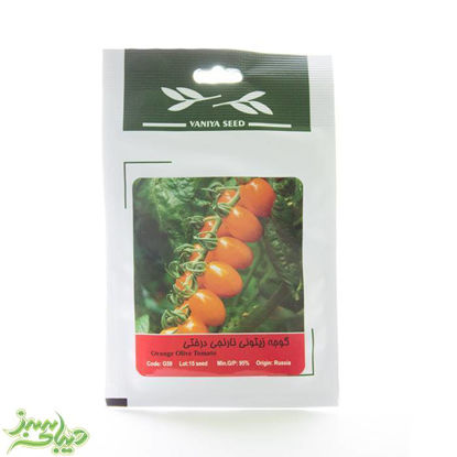 تصویر  بذر گوجه زیتونی نارنجی درختی