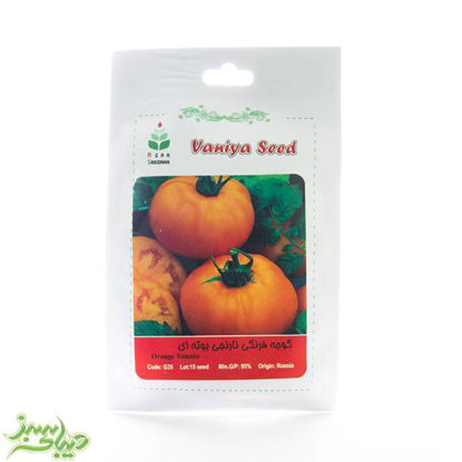 بذر-گوجه-فرنگی-نارنجی-بوته-ای