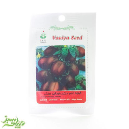 تصویر  بذر گوجه تخم مرغی خرمایی درختی