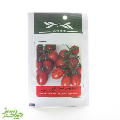 تصویر  بذر گوجه بیضی قرمز درختی