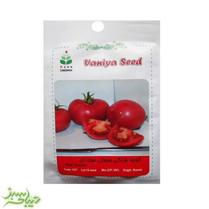 بذر-گوجه-فرنگی-صورتی-بوته-ای