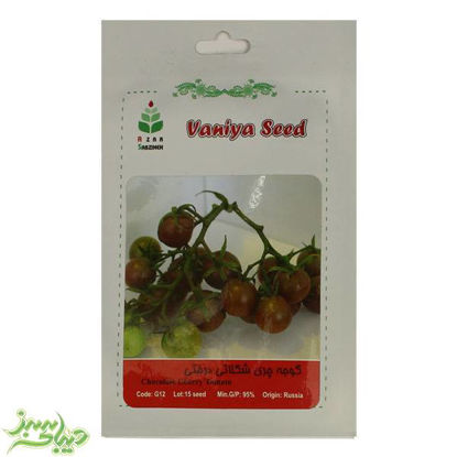 تصویر  بذر گوجه چری شکلاتی درختی