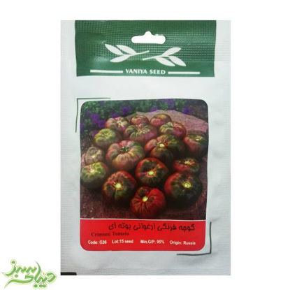 بذر-گوجه-فرنگی-ارغوانی-بوته-ای