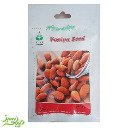 تصویر  بذر بادام