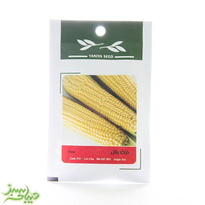 تصویر  بذر ذرت بلال