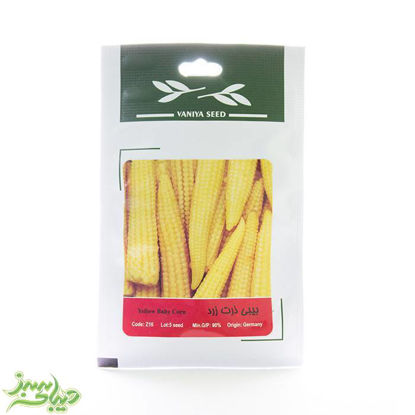 تصویر  بذر بیبی ذرت زرد