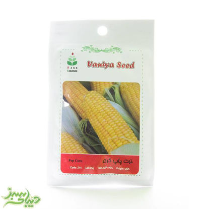 تصویر  بذر ذرت پاپ کرن