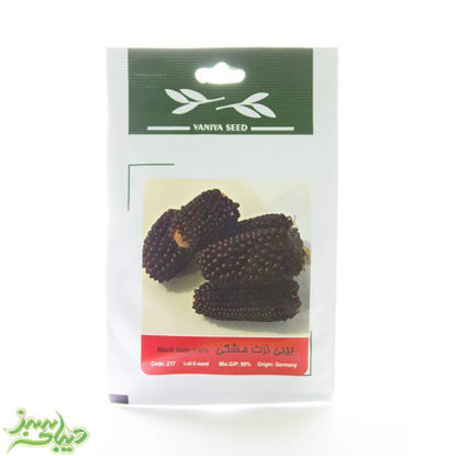 تصویر  بذر بیبی ذرت مشکی