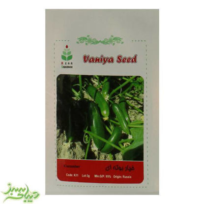 تصویر  بذر خیار بوته ای