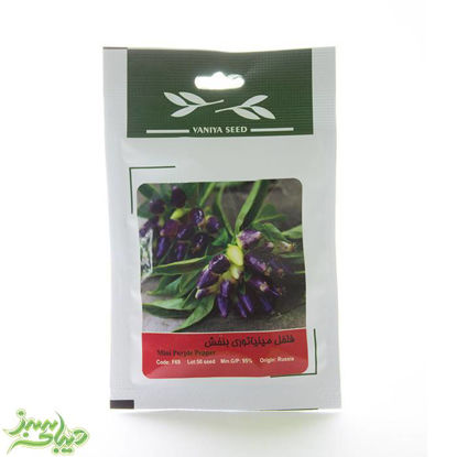 تصویر  بذر فلفل مینیاتوری بنفش