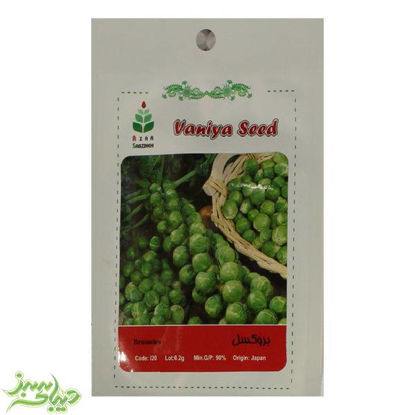 تصویر  بذر بروکسل