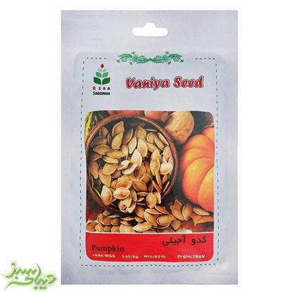 تصویر  بذر کدو آجیلی