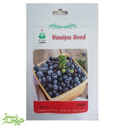 تصویر  بذر بلوبری