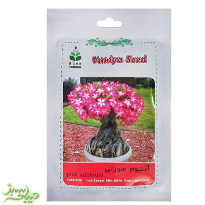 تصویر  بذر آدنیوم صورتی