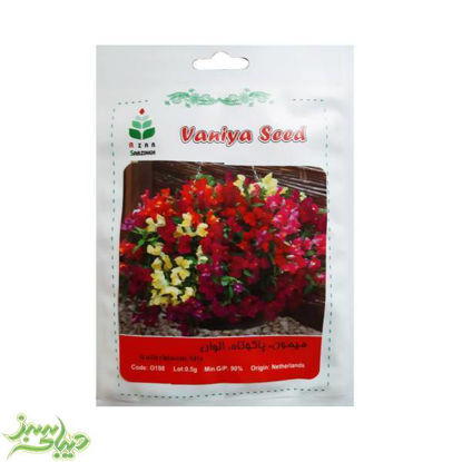 تصویر  بذر میمون ، پاکوتاه ، الوان