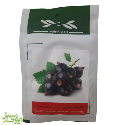 تصویر  بذر کارنت مشکی