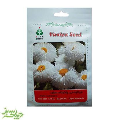 تصویر  بذر مینا چمنی ، پاکوتاه ، سفید