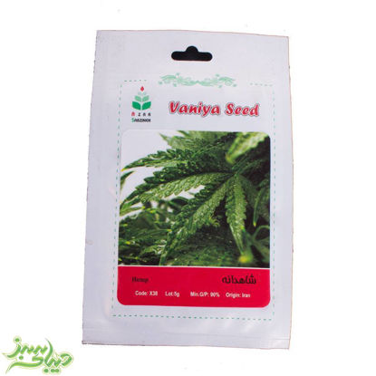 تصویر  بذر شاهدانه 