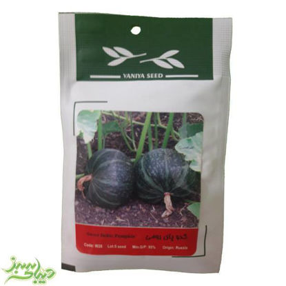 تصویر  بذر کدو پای رومی