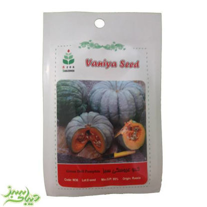 تصویر  بذر کدو عروسکی سبز