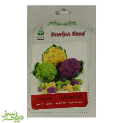 تصویر  بذر گل کلم رنگی