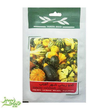 تصویر  بذر کدو زینتی شهر آفتاب