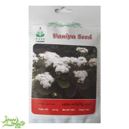 تصویر  بذر ابری ، پاکوتاه ، سفید