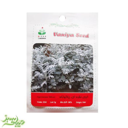 تصویر  بذر ابری نقره ای ، پاکوتاه