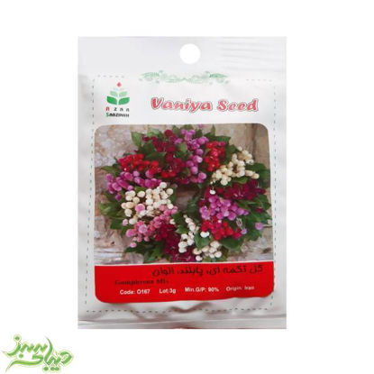 تصویر  بذر گل تکمه ای ، پابلند ، الوان