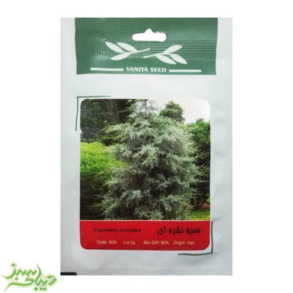 تصویر  بذر سرو نقره ای