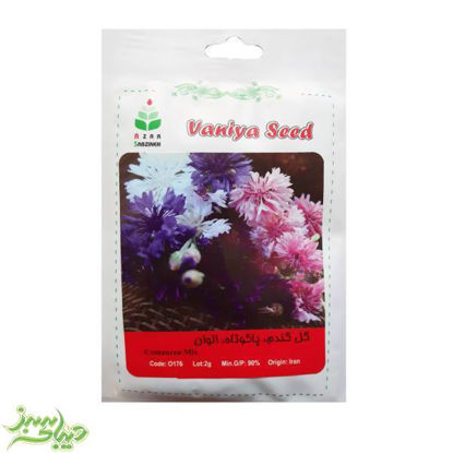 تصویر  بذر گل گندم ، پاکوتاه ، الوان