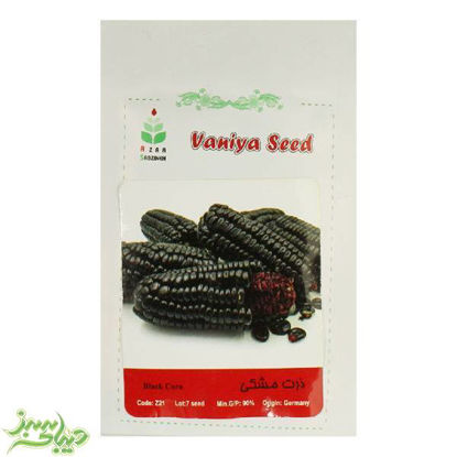 تصویر  بذر ذرت مشکی