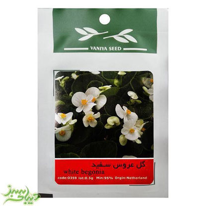 تصویر  بذر گل عروس سفید