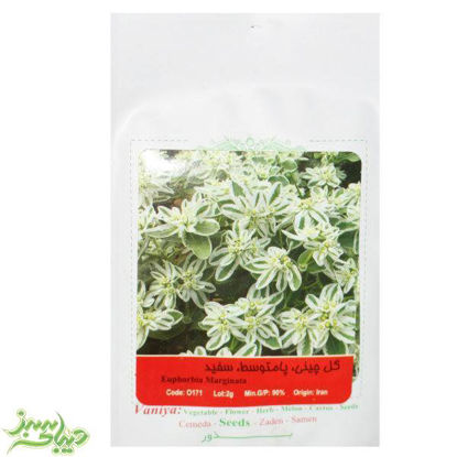 تصویر  بذر گل چینی ، پامتوسط ، سفید