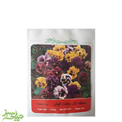 تصویر  بذر بنفشه گل درشت الوان