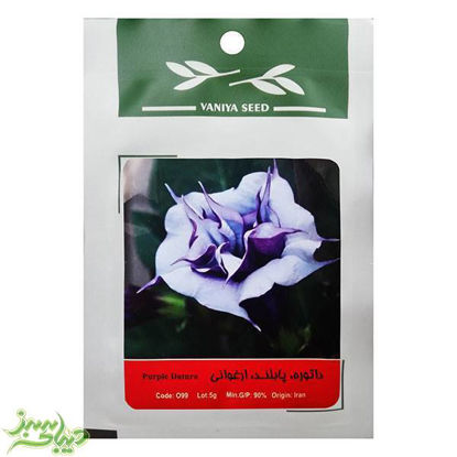 تصویر  بذر داتوره ، پابلند ، ارغوانی