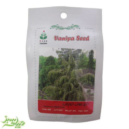 تصویر  بذر کاج جونی اروپائی