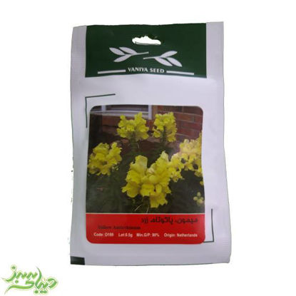 تصویر  بذر میمون ، پاکوتاه ، زرد