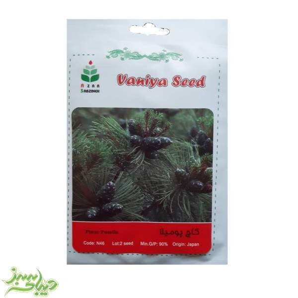 تصویر  بذر کاج پومیلا