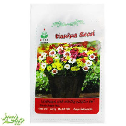 تصویر  بذر آهار مکزیکی ، پاکوتاه ، الوان (مینیاتوری)