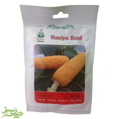 تصویر  بذر ذرت زرد