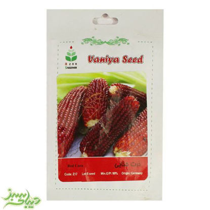 تصویر  بذر ذرت حنایی