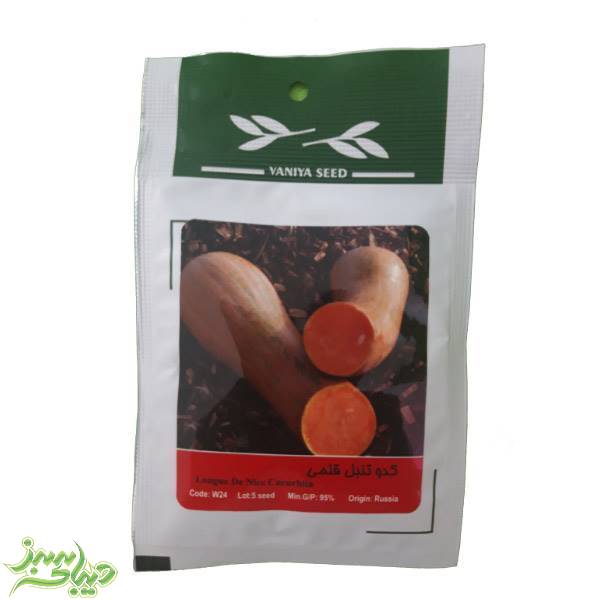 تصویر  بذر کدو تنبل قلمی