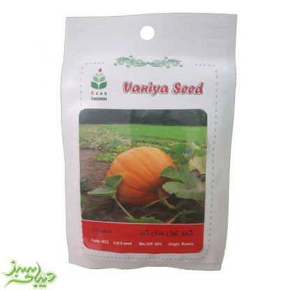 تصویر  بذر کدو غول سان گرد