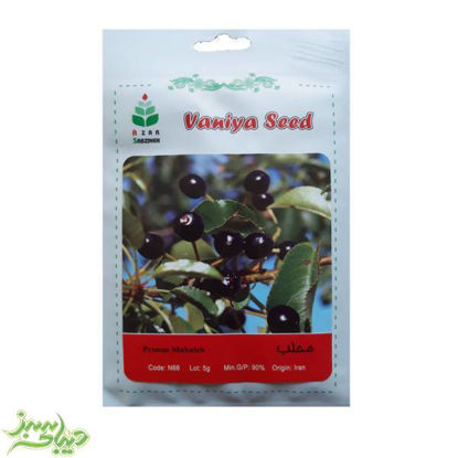 تصویر  بذر محلب